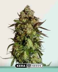 Medical Amnesia Mac Ganja - Kera Seeds