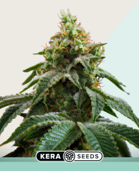 Medical Crazy Mouse - Kera Seeds