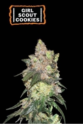 Girl Scout Cookies - SeedStockers