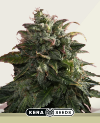 Pineapple Sativa Autoflower - Kera Seeds