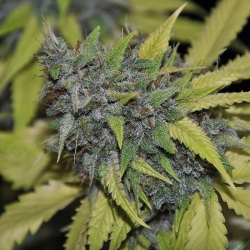 Grandaddy Confidential - Pheno Finder Seeds