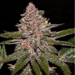 Radical Juice Auto - Ripper Seeds