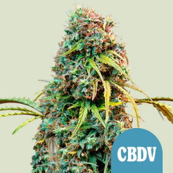 Royal CBDV Automatic - Royal Queen Seeds