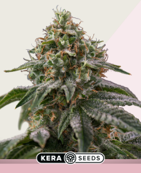 Royal Queen Diamond - Kera Seeds