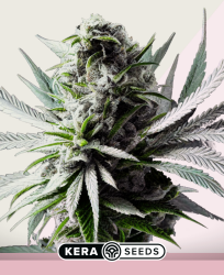 Super Silver Haze - Kera Seeds