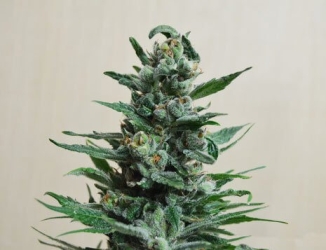 Moscow Blueberry Auto - Kalashnikov Seeds