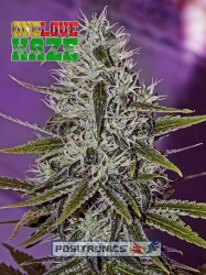 One Love Haze - Positronics Seeds