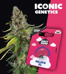 Gelato XL - Iconic Seeds