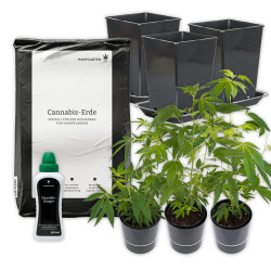 Cannabis-Anbau "Rundum sorglos Paket"-Pflanze