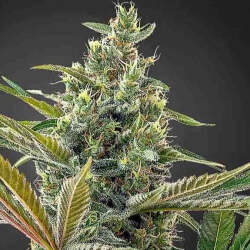 Lemon Haze CBD Samen Feminisiert - 1 Samen