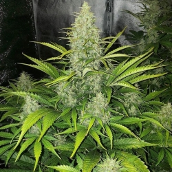 Auto Reek'n - Devil's Harvest Seeds