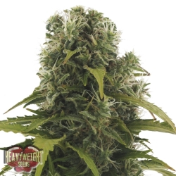 2 Fast 2 Vast Auto - Heavyweight Seeds