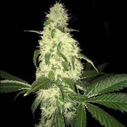 Afghaniberry Reg. - T.H. Seeds