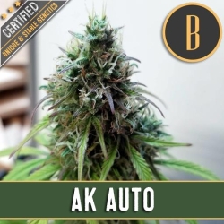 AK Auto - BlimBurn Seeds