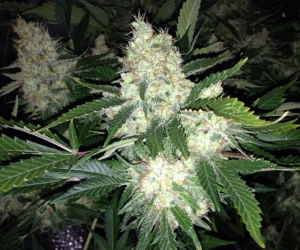 AK27 Express - Phoenix Seeds