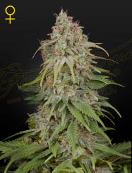 Amnesia - GreenHouse Seeds