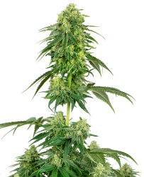 Strawberry Kush Feminisierte Hanfsamen von White Label, 3 Samen