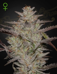 AlienZ Auto - Green House Seeds