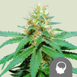 Amnesia Haze regulär - Royal Queen Seeds