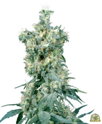 American Dream Reg. - Sensi Seeds