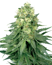 White Widow Reguläre Hanfsamen von White Label, 10 Samen