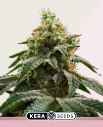 Amsterdam Cheese - Kera Seeds