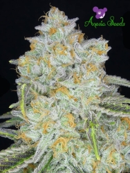 Amnesia Flash Auto - Anesia Seeds