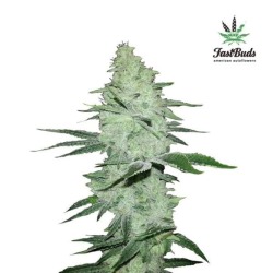 Six Shooter Auto Fast Buds-5