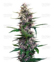 Dark Devil Auto (Sweet Seeds) Cannabis-Samen