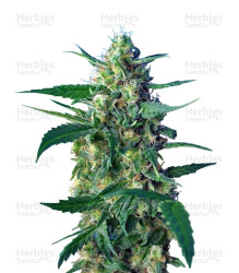 Ice Cool Auto (Sweet Seeds) Cannabis-Samen