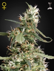 Arjan's Ultra Haze #1 - Green House Seeds