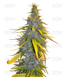 S.A.D. Sweet Afgani Delicious F1 Fast Version (Sweet Seeds) Cannabis-Samen