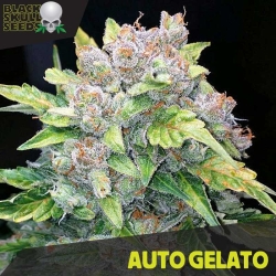 Auto Gelato - Blackskull Seeds