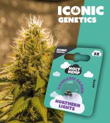 Northern Lights - Iconic Seeds