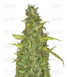 Anubis (Pyramid Seeds) Cannabis-Samen