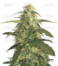 Auto Blue Pyramid (Pyramid Seeds) Cannabis-Samen