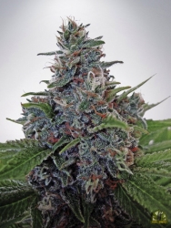 Auto Blue Amnesia - Ministry of Cannabis