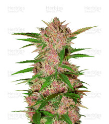 Fastberry Auto (Fast Buds) Cannabis-Samen