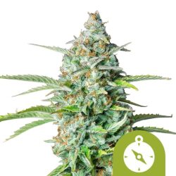 Royal Queen Seeds Northern Light Auto autoflowering cannabis seeds