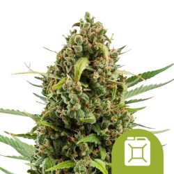 Royal Queen Seeds Diesel Auto autoflowering cannabis seeds