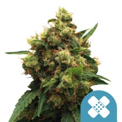 Royal Queen Seeds Pain Killer XL CBD cannabis seeds