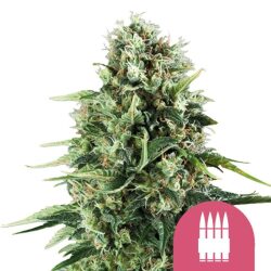 Royal Queen Seeds Royal AK feminized cannabis seeds