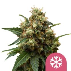 Royal Queen Seeds ICE feminized cannabis seeds