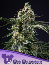 Big Bazooka - Anesia Seeds