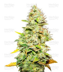 White Widow (Medical Seeds) Cannabis-Samen