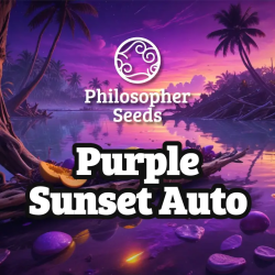 Auto Purple Sunset - Philosopher Seeds