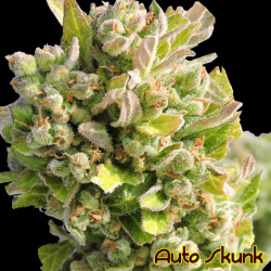 Auto Super Skunk - Original Sensible seeds