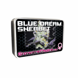 Blue Dream Sherbet - Growers Choice