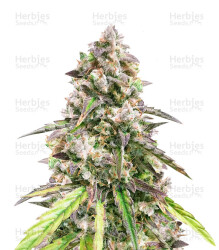 Fruit Punch Auto feminisiertes Saatgut (Heavyweight Seeds)