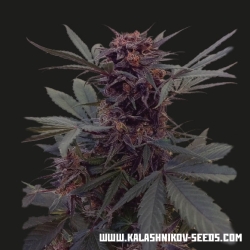 Babushka Black Auto - Kalashnikov Seeds